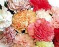 carnations