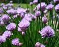 Chives