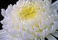 Chrysanthemum