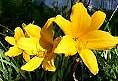 Daylily