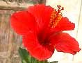 Hibiscus