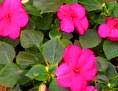 impatiens