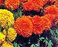 marigolds