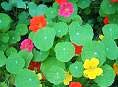 nasturtiums