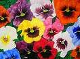 pansies