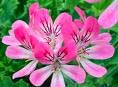 pelargonium