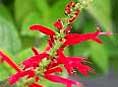 pineapple sage