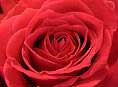 Rose petals