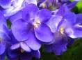 violets