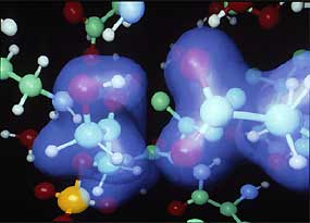 model of an enzyme in action