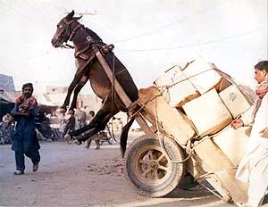 Finding your life purpose - putting the cart before the horse?