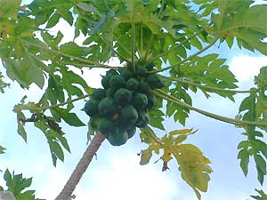 an abundant pawpaw (papaya) harvest matures