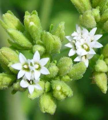 Stevia - a healthy sweetener