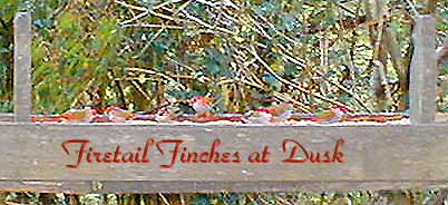 Firetail Finches at supper