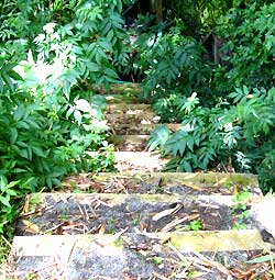 The Side Steps - following vigorous revegetation