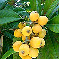 luscious fruit loaded with Laetrile - another of natures cancer-busters