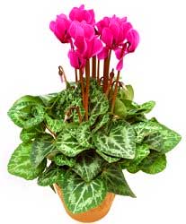 good nutrition makes plants healthy, bloom and blossom