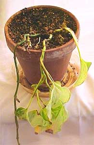 lack of nutrition makes plants sicken and die - just like us