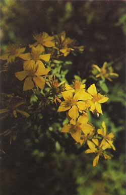 Common St John's Wort