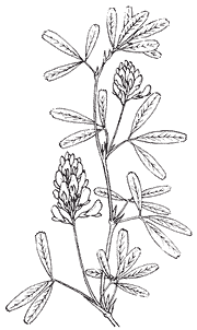 from the Encyclopedia of Herbs and Herbalism