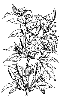 Capsicum frutescens SOLANACEAE Tabasco Pepper Cayenne Pepper