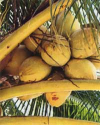 What a loverly bunch of Coconuts