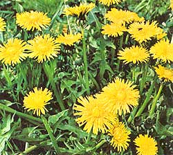 Dandelion - Taraxacum Officinale