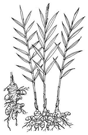 illustration from the Encyclopedia of Herbs and Herbalism