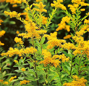 TỨ TUYỆT HOA Golden-rod_solidago-virgaurea_herb-of-joy_01