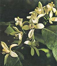 Lemon flowers