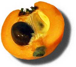 the loquat a wonderful fruit