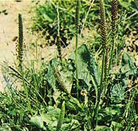 Ribwort Broad-leafed Plantain - plantago Major