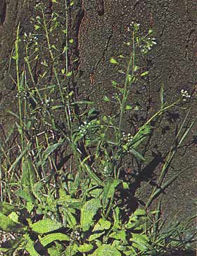 Shepherds Purse - Capsella bursa-pastoris