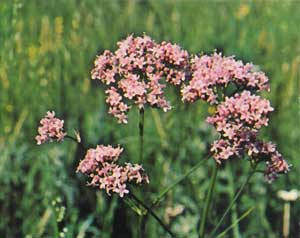 Valerian Valeriana officinalis aka Common Valerian or Garden Heliotrope