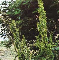 Rumex crispus POLYGONACEAE Yellow Dock  Curled Dock Rumex 