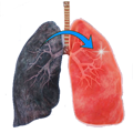 Specifically formulated to eliminate congestion in the lungs and air passages in order to restore ease of breathing.